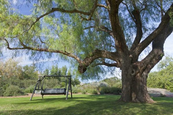 Mexico, Tecate Bench swing under large tree